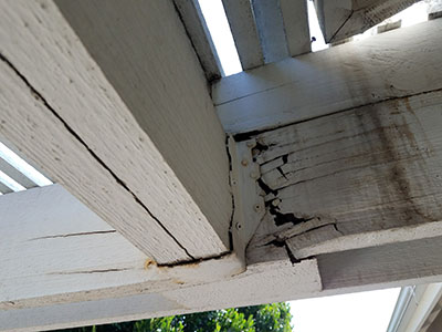 Termite Control Laguna Niguel